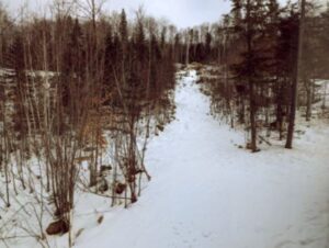 Foret sur le coté du chalet